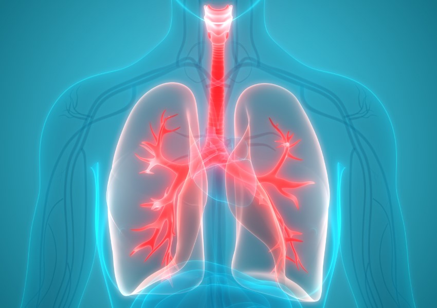 Pulmonary Atau Organ Paru