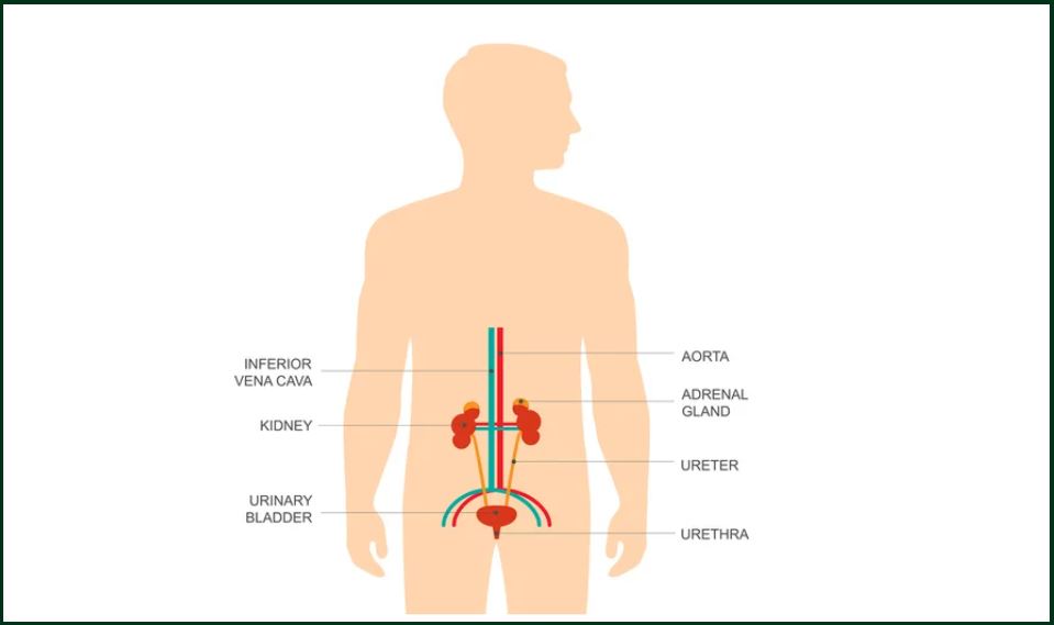 Urinary Sistem Pada Tubuh Manusia