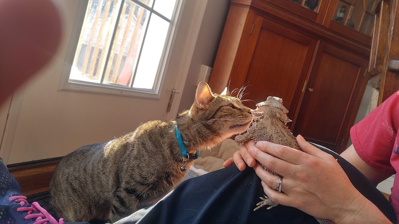 Cat Adoption (0) in Baltimore MD