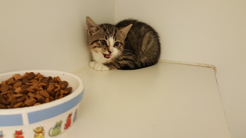 Cat Adoption (0) in Bridgeport CT