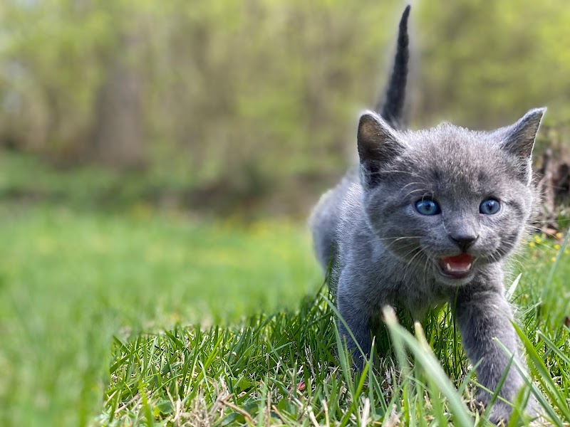 Cat Adoption (0) in Cincinnati OH