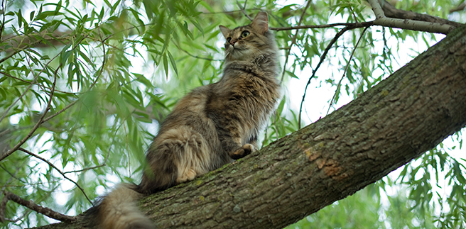 Cat Adoption (0) in Green Bay WI