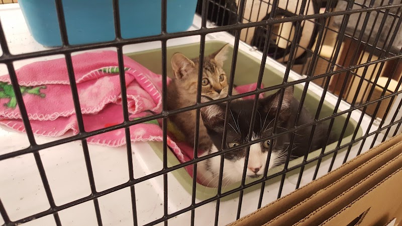 Cat Adoption (0) in Hialeah FL
