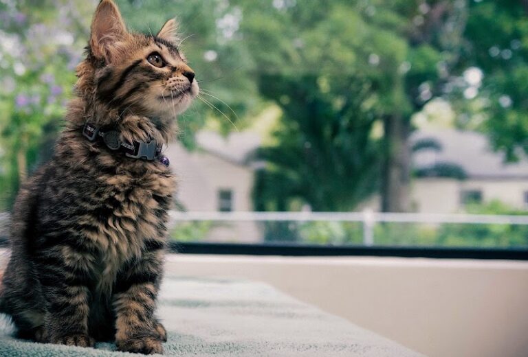 TOP 10 Best Cat Adoption Agency near Houston TX