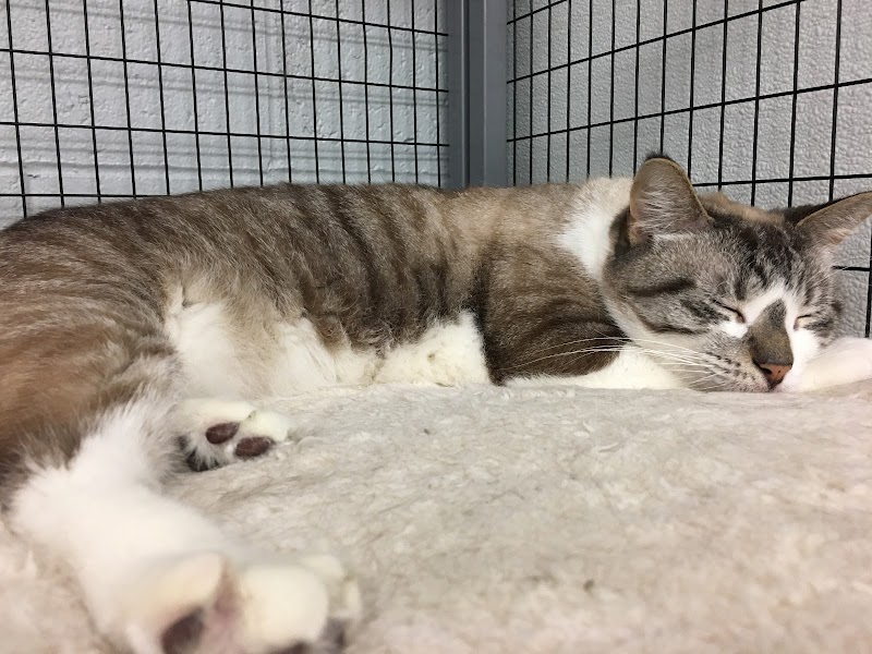 Cat Adoption (0) in Kalamazoo MI