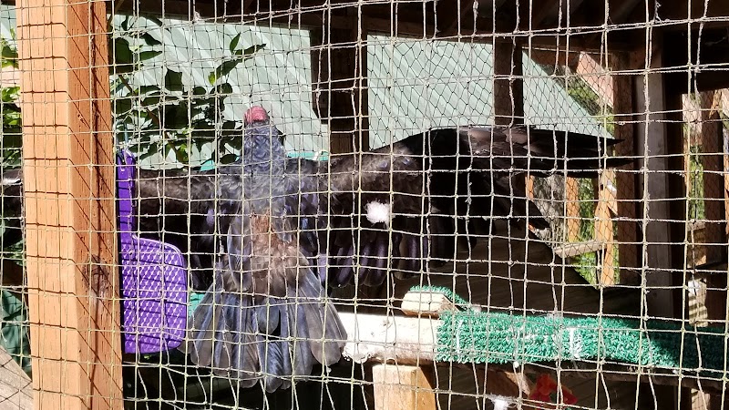 Cat Adoption (0) in Marysville WA