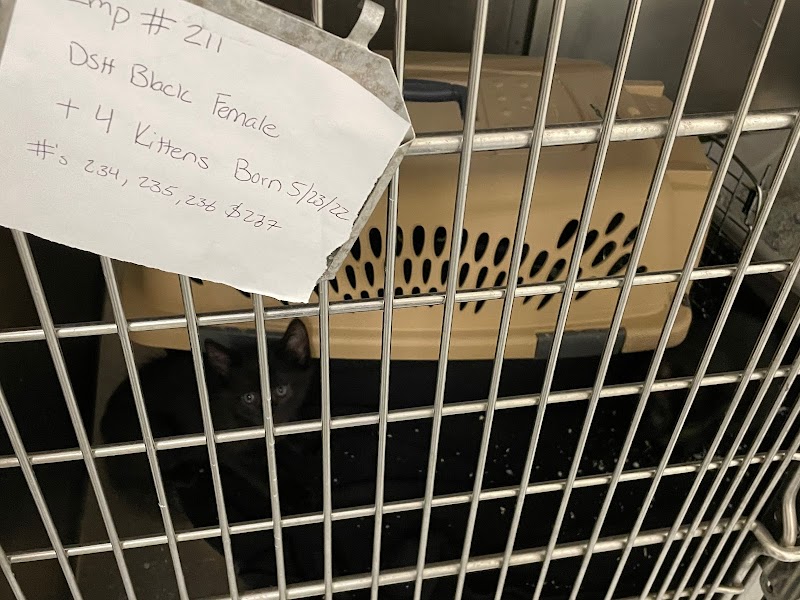 Cat Adoption (0) in New Haven CT