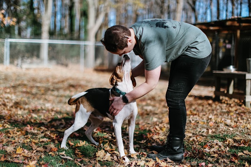 Cat Adoption (0) in Newport News VA