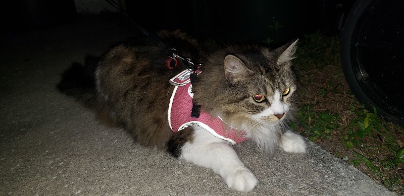 Cat Adoption (0) in North Port FL