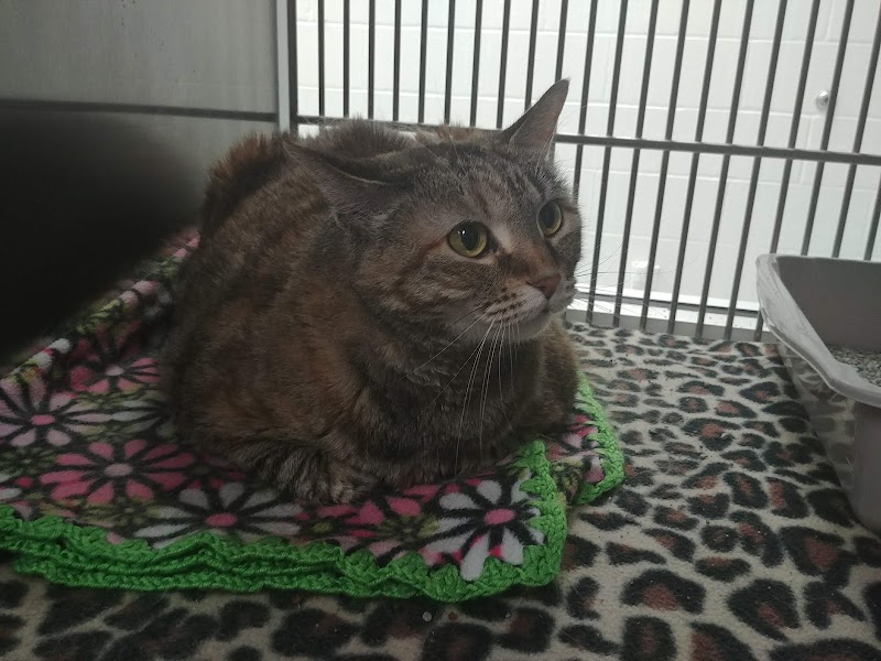 Cat Adoption (0) in Plano TX