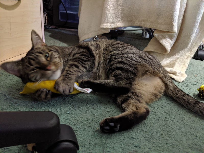 Cat Adoption (0) in Rochester NY