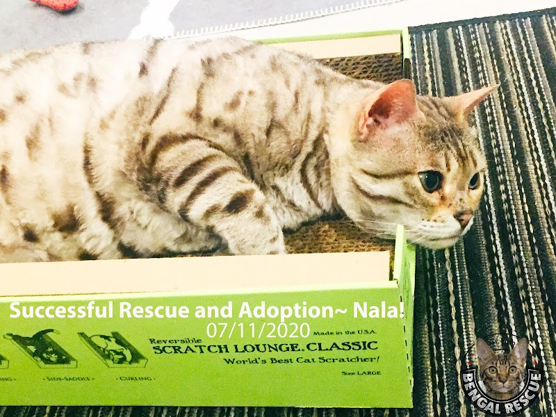Cat Adoption (0) in Salt Lake City UT