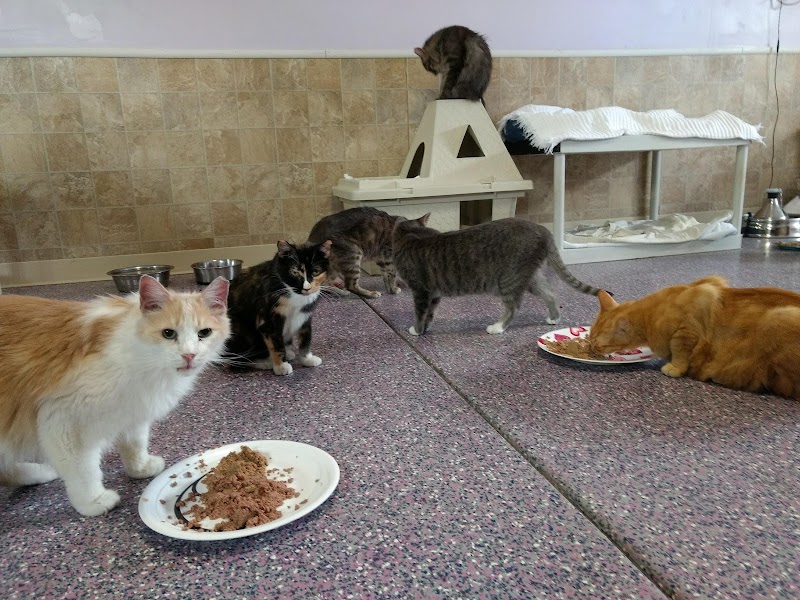 Cat Adoption (0) in Tucson AZ