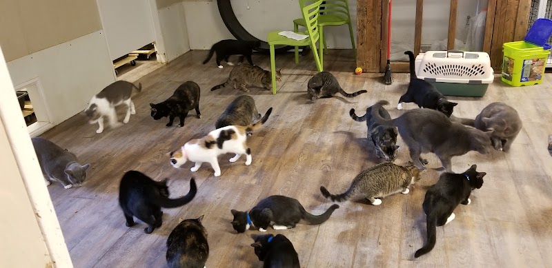 Cat Adoption (0) in Warner Robins GA