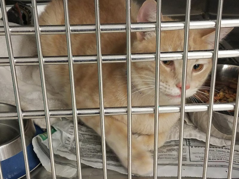 Cat Adoption (1) in Canton OH