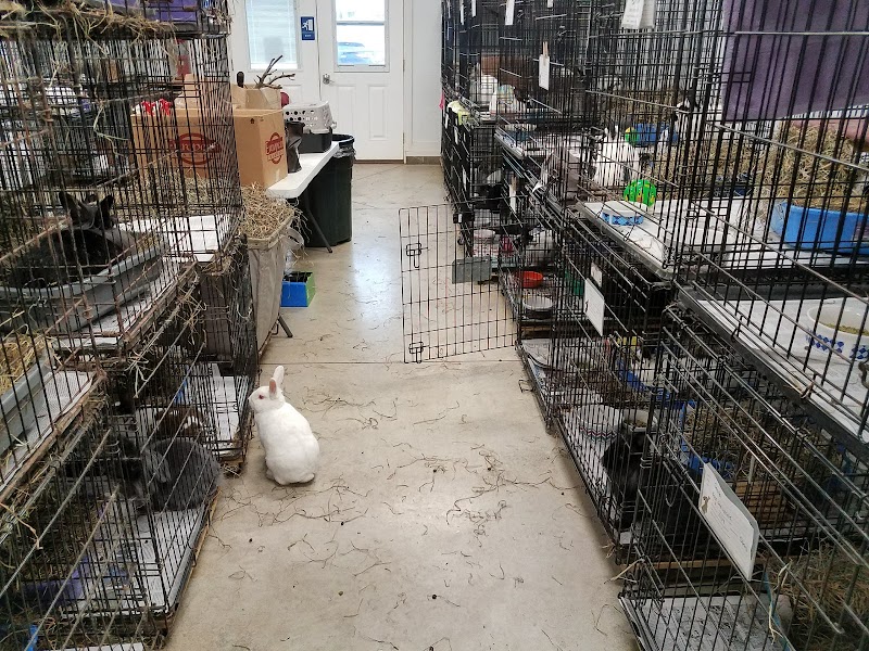 Cat Adoption (1) in Erie PA