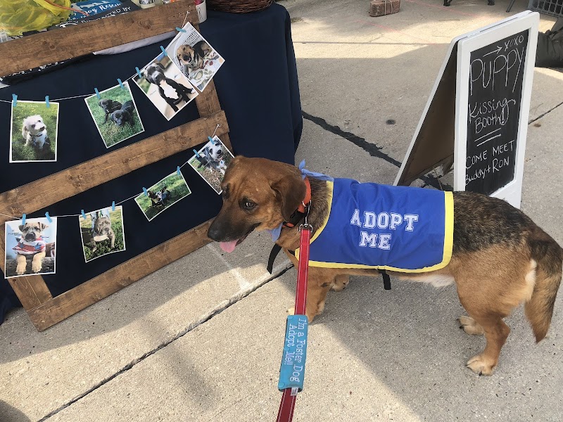Cat Adoption (1) in Green Bay WI
