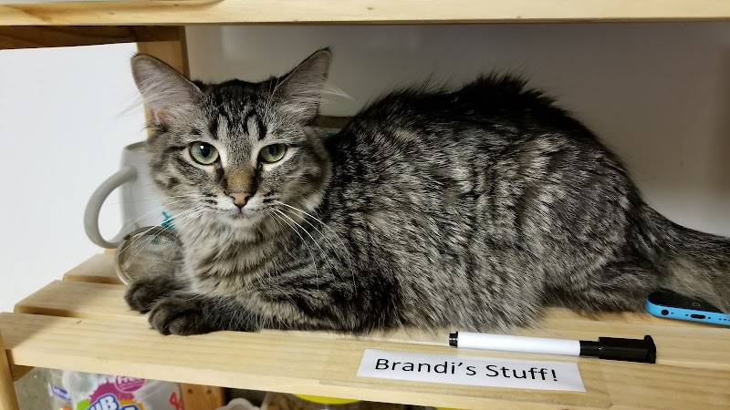 Cat Adoption (1) in Kalamazoo MI