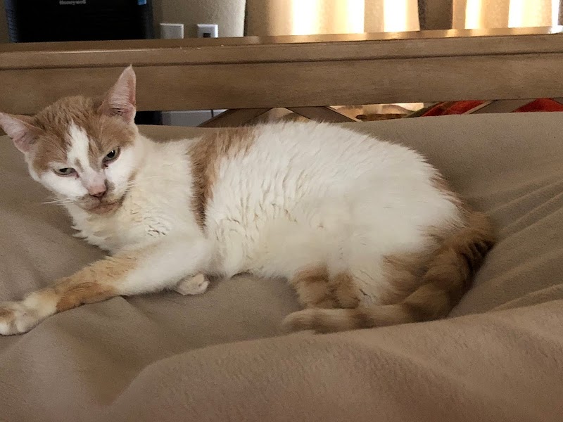 Cat Adoption (1) in North Port FL