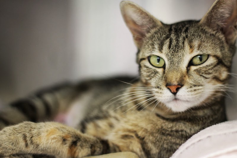 Cat Adoption (1) in Santa Barbara CA