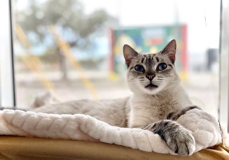 Cat Adoption (1) in St. Petersburg FL