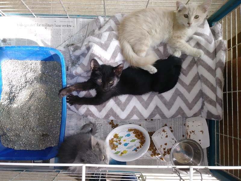 Cat Adoption (2) in Albuquerque NM