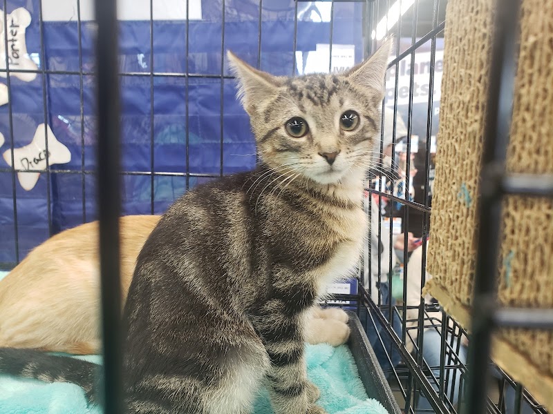 Cat Adoption (2) in Baltimore MD