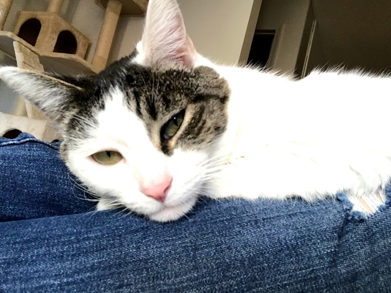 Cat Adoption (2) in Concord CA