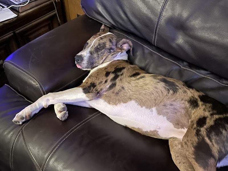 Cat Adoption (2) in Fort Worth TX