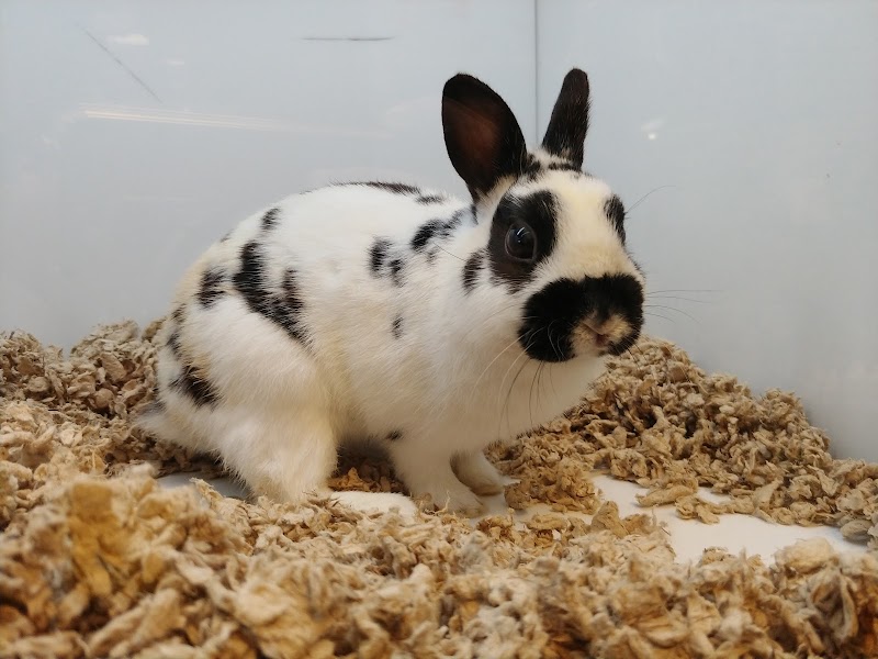 Cat Adoption (2) in Frederick MD