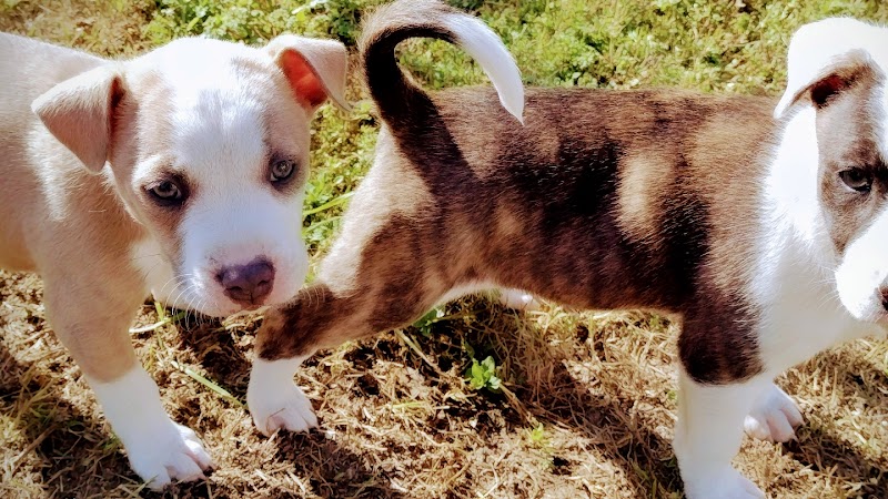 Cat Adoption (2) in Fresno CA