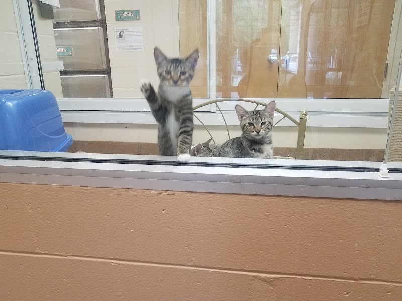 Cat Adoption (2) in Gainesville FL