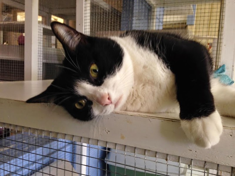 Cat Adoption (2) in Newport News VA