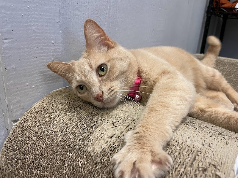 Cat Adoption (2) in Plano TX