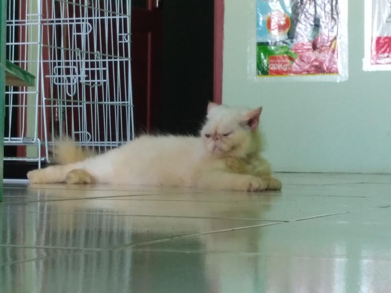 Cat Adoption (2) in Rochester NY