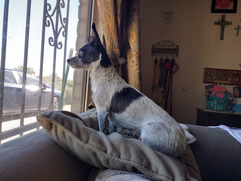 Cat Adoption (2) in Tucson AZ