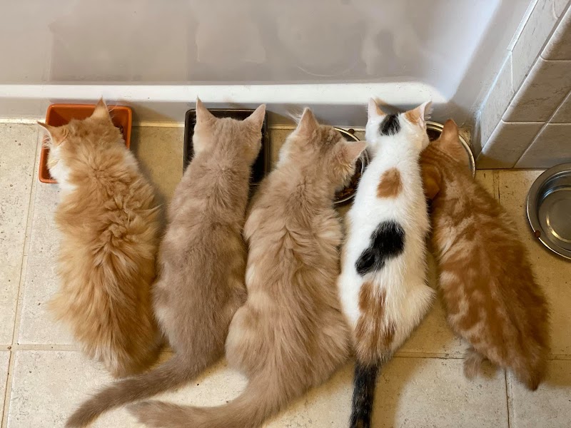 Cat Adoption (3) in Chattanooga TN