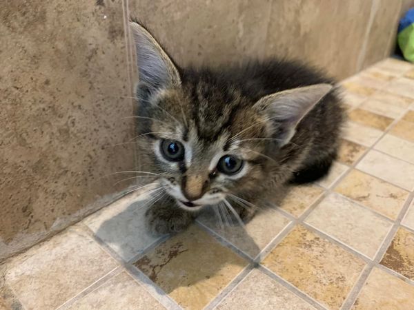 Cat Adoption (3) in Fort Worth TX