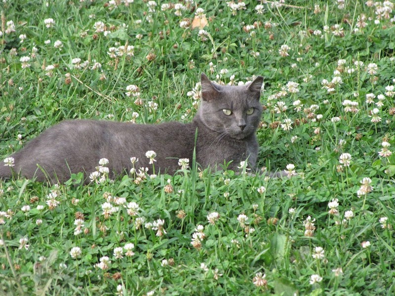 Cat Adoption (3) in Frederick MD