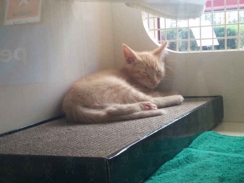 Cat Adoption (3) in Gainesville FL