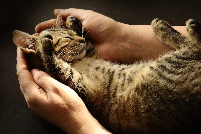 Cat Adoption (3) in Lexington KY