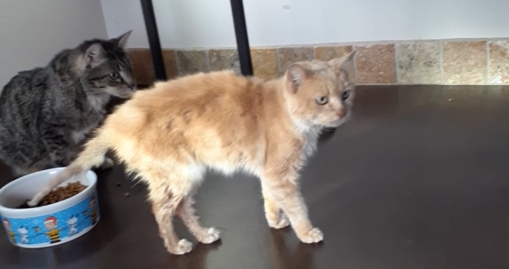 Cat Adoption (3) in Mesa AZ
