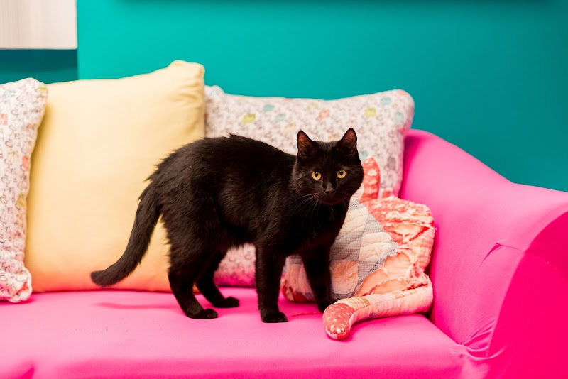 Cat Adoption (3) in Newport News VA