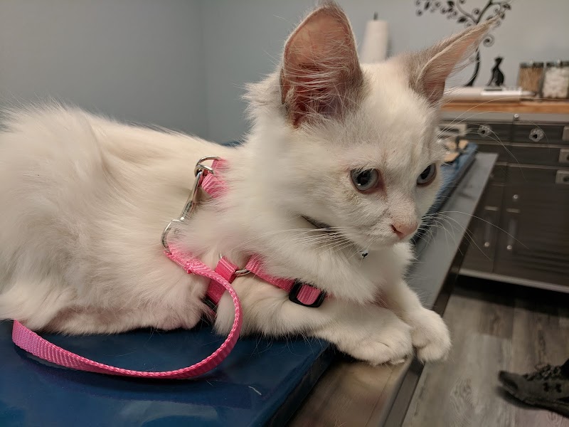 Cat Adoption (3) in North Port FL