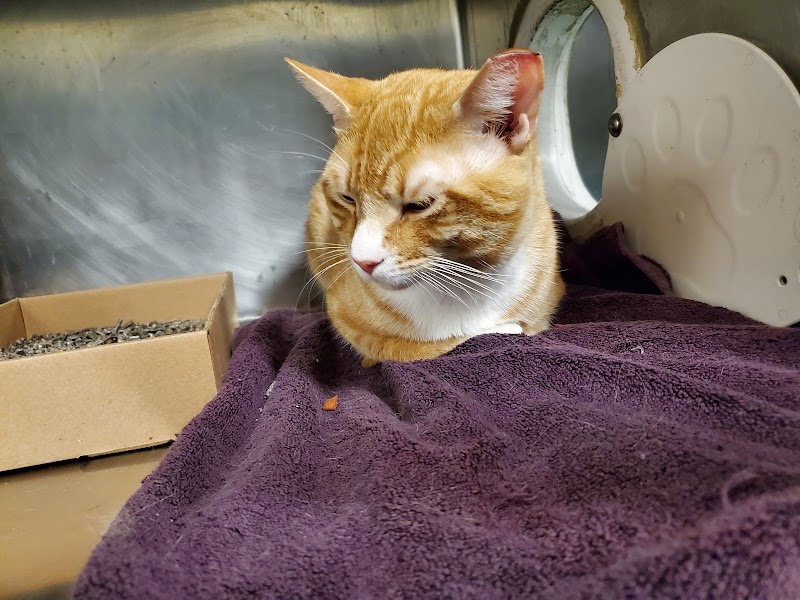 Discover the Most Popular 10 Cat Adoption Centers in Queens NY