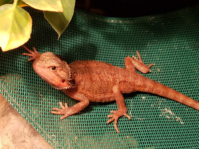 Cat Adoption (3) in Rochester NY