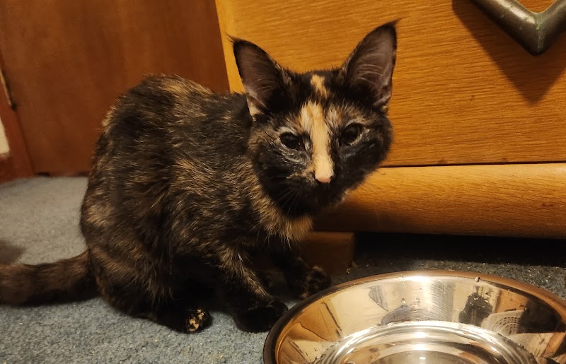 Cat Adoption (3) in Winston-Salem NC