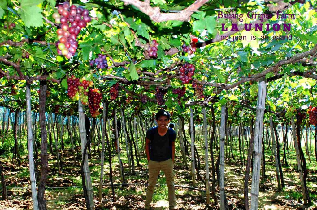 Gapuz Grapes Farm In Bauang, La Union