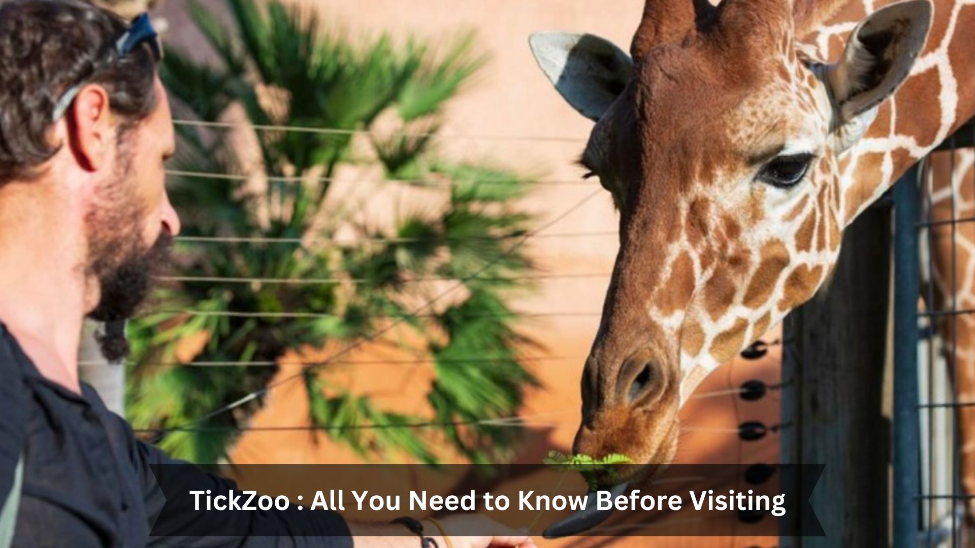 TickZoo All You Need to Know Before Visiting